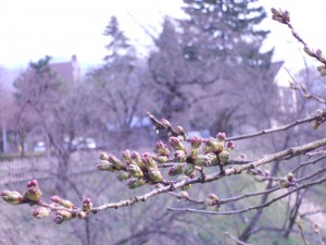 鶴ヶ城桜情報
