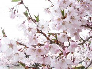 鶴ヶ城桜情報その2