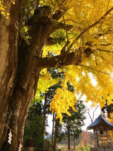 会津のおススメ紅葉スポット♪新宮熊野神社『長床』の大イチョウ