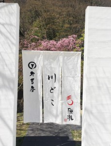 初日の水辺のダイニング川どこは晴天＆枝垂れ桜